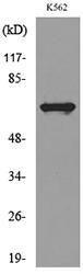 Western blot analysis of lysate from K562 cells using Anti-CYBB Antibody