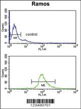 Anti-DCT Rabbit Polyclonal Antibody