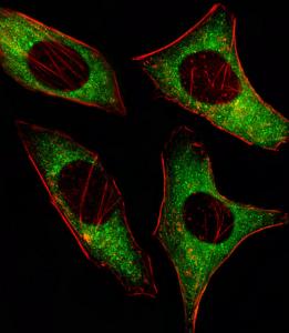 Anti-PRKAA2 Mouse Monoclonal Antibody (PE (Phycoerythrin)) [clone: 206CT5.4.2]