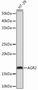 Western blot analysis of extracts of HT-29 cells, using Anti-AGR2 Antibody [ARC0709] (A307241) at 1:1000 dilution