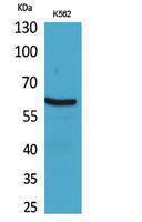 Western blot analysis of K562 cells using Anti-CYBB Antibody