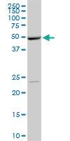 Anti-POLE2 Mouse Monoclonal Antibody [clone: 1A3]