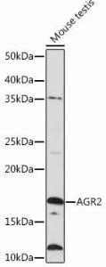 Western blot analysis of extracts of Mouse testis, using Anti-AGR2 Antibody [ARC0709] (A307241) at 1:1000 dilution