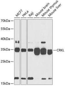 Western blot analysis of extracts of various cell lines, using Anti-CrkL Antibody (A12640) at 1:500 dilution. The secondary antibody was Goat Anti-Rabbit IgG H&L Antibody (HRP) at 1:10,000 dilution.