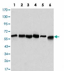 Anti-BECN1 Mouse Monoclonal Antibody [clone: 2A4]