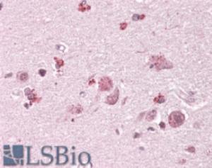 EB05207 (3.8 µg/ml) staining of paraffin embedded Human Cortex. Steamed antigen retrieval with citrate buffer pH 6, AP-staining.