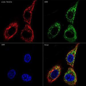 Confocal imaging of NIH/3T3 cells using Anti-AGR2 Antibody [ARC0709] (A307241), at a dilution of 1:100, (green)