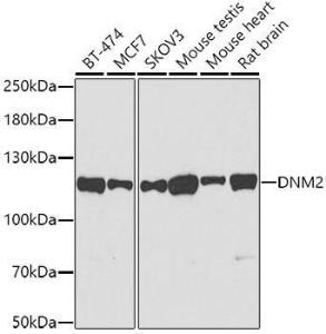 Western blot analysis of extracts of various cell lines, using Anti-Dynamin 2 Antibody (A12643) at 1:500 dilution