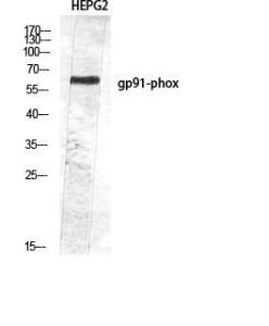 Western blot analysis of HEPG2 using Anti-CYBB Antibody