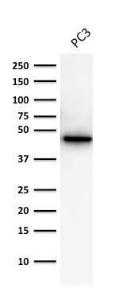 Western blot analysis of human prostate cancer PC-3 cell lysate using Anti-Cytokeratin 19 Antibody [A53-B/A2.26]