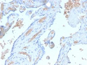 Immunohistochemical analysis of formalin-fixed, paraffin-embedded human pancreas using Anti-alpha 1 Spectrin Antibody [SPTA1/2939R]