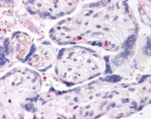 EB05236 (2.5 µg/ml) staining of paraffin embedded Human Placenta. Steamed antigen retrieval with citrate buffer pH 6, AP-staining.