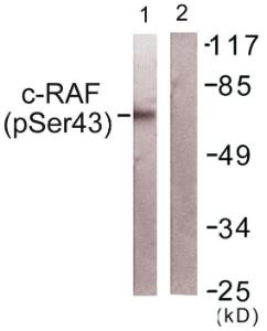 Western blot analysis of lysates from NIH/3T3 cells using Anti-C-RAF (phospho Ser43) Antibody The right hand lane represents a negative control, where the antibody is blocked by the immunising peptide