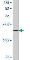 Anti-MRRF Mouse Polyclonal Antibody