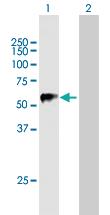 Anti-TRIM22 Mouse Polyclonal Antibody