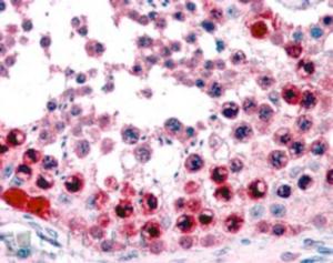 EB05244 (3.8 µg/ml) staining of paraffin embedded Human Testis. Steamed antigen retrieval with citrate buffer pH 6, AP-staining.