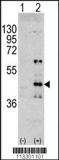 Anti-MAPK3 Rabbit Polyclonal Antibody