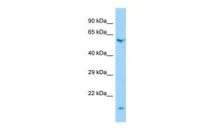 Anti-ARHGAP27 Rabbit Polyclonal Antibody