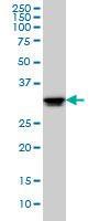 Anti-ELAVL1 Mouse monoclonal antibody [clone: 4G8]