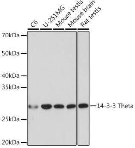 Western blot analysis of extracts of various cell lines, using Anti-14-3-3 Theta/Tau Antibody [ARC1358] (A307244) at 1:1000 dilution. The secondary Antibody was Goat Anti-Rabbit IgG H&L Antibody (HRP) at 1:10000 dilution