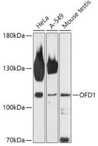 Anti-OFD1 Rabbit Polyclonal Antibody