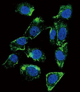 Anti-BTC Rabbit Polyclonal Antibody