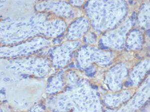 Immunohistochemical analysis of formalin-fixed, paraffin-embedded human placenta using Anti-EGFR Antibody [rEGFR/6389]