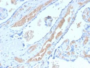 Immunohistochemical analysis of formalin-fixed, paraffin-embedded human pancreas using Anti-alpha 1 Spectrin Antibody [SPTA1/2939R]