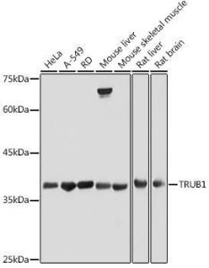 Western blot analysis of extracts of various cell lines, using Anti-TRUB1 Antibody (A308251) at 1:500 dilution