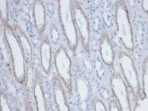 Immunohistochemical analysis of formalin-fixed, paraffin-embedded human kidney tissue labelling endogenous biotin using Anti-Biotin Antibody [BTN/403]