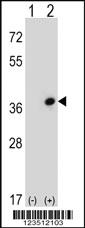 Anti-CDC42EP3 Rabbit Polyclonal Antibody