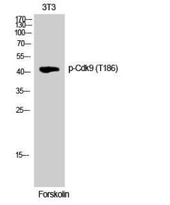 Western blot analysis of 3T3 cells using Anti-CDK9 (phospho Thr186) Antibody