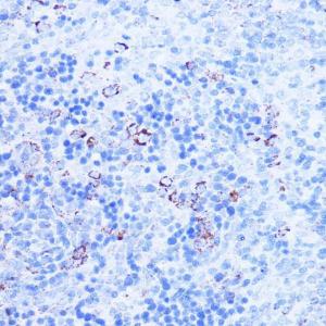 Immunohistochemistry analysis of paraffin-embedded rat spleen using Anti-SHMT2/SHMT Antibody (A308252) at a dilution of 1:100 (40X lens). Perform microwave antigen retrieval with 10 mM PBS buffer pH 7.2 before commencing with IHC staining protocol