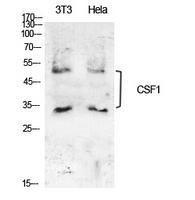 Western blot analysis of extracts from NIH 3T3, Hela cells using Anti-CSF1 Antibody