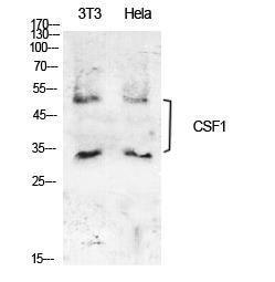 Western blot analysis of NIH 3T3, Hela cells using Anti-CSF1 Antibody