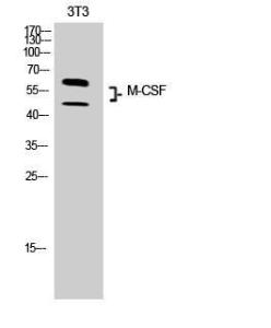 Western blot analysis of 3T3 cells using Anti-CSF1 Antibody