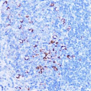 Immunohistochemistry analysis of paraffin-embedded mouse spleen using Anti-SHMT2/SHMT Antibody (A308252) at a dilution of 1:100 (40X lens). Perform microwave antigen retrieval with 10 mM PBS buffer pH 7.2 before commencing with IHC staining protocol