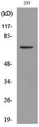 Western blot analysis of lysate from 293 cells using Anti-BMAL1 (acetyl Lys538) Antibody