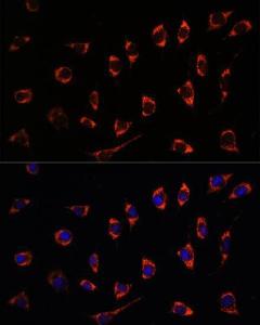 Immunofluorescence analysis of L929 cells using Anti-SHMT2/SHMT Antibody (A308252) at a dilution of 1:100. DAPI was used to stain the cell nuclei (blue)