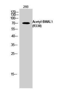 Western blot analysis of 293 cells using Anti-BMAL1 (acetyl Lys538) Antibody