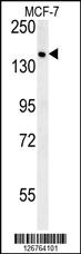 Anti-SAMD9 Rabbit Polyclonal Antibody