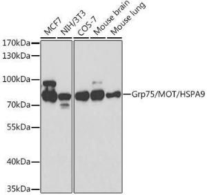 Western blot analysis of extracts of various cell lines, using Anti-Grp75/MOT Antibody (A12650) at 1:1,000 dilution