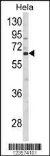 Anti-HRH1 Rabbit Polyclonal Antibody