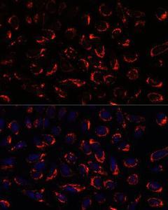 Immunofluorescence analysis of U-2 OS cells using Anti-SHMT2/SHMT Antibody (A308252) at a dilution of 1:100. DAPI was used to stain the cell nuclei (blue)