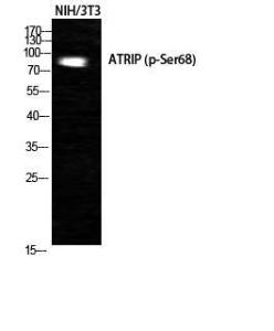 Western blot analysis of NIH 3T3 cells using Anti-ATRIP (phospho Ser68) Antibody