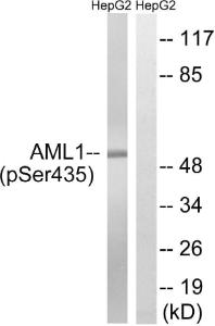 Western blot analysis of lysates from HepG2 cells treated with PMA 125 ng/ml 30' using Anti-AML1 (phospho Ser435) Antibody. The right hand lane represents a negative control, where the antibody is blocked by the immunising peptide