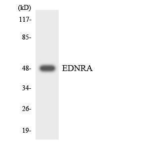 Anti-Endothelin A Receptor Rabbit Polyclonal Antibody