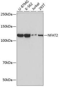 Western blot analysis of extracts of various cell lines, using Anti-NFAT2 Antibody [ARC0076] (A308253) at 1:1,000 dilution