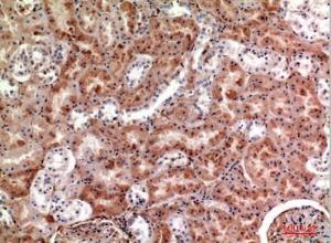 Immunohistochemical analysis of paraffin-embedded human kidney using Anti-CSF1 Antibody