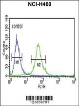 Anti-ITGBL1 Rabbit Polyclonal Antibody